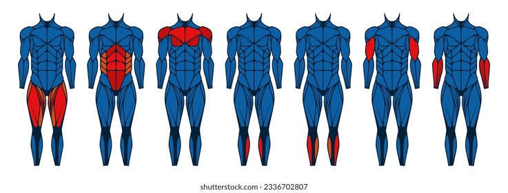 Human body muscle front. Anatomy muscles front view, man arm and chest muscles, active male bodybuilding with triceps and biceps. Vector set. Athlete workout or exercise, muscular person