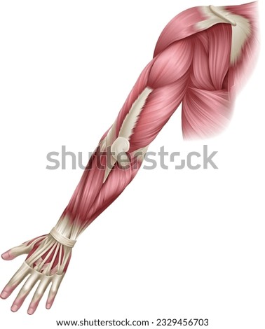 Human body muscles of the arm shown from the back anatomy or medical anatomical diagram illustration.