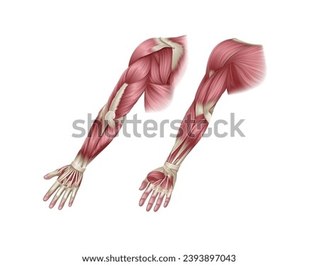 Human body muscles of the arm shown from the front and back anatomy or medical anatomical diagram illustration.