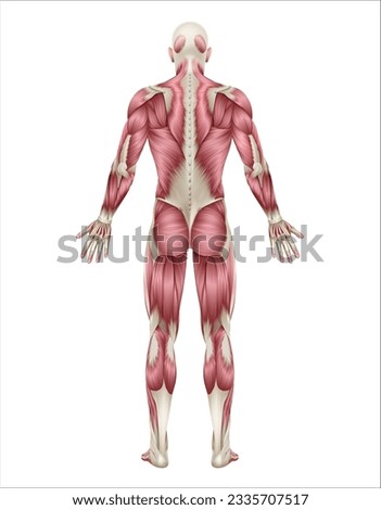 Human body muscles shown from back anatomy or medical anatomical diagram illustration.