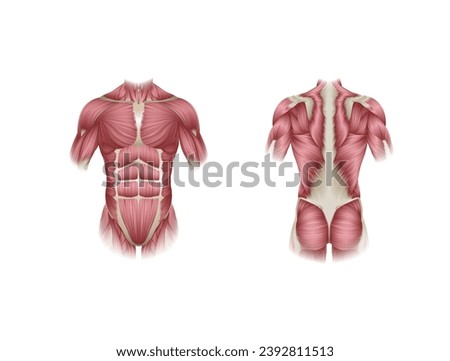 Human body muscles of the trunk shown from front and back anatomy or medical anatomical diagram illustration.