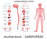 Human body nervous system sympathetic parasympathetic charts with realistic  organs depiction and anatomical terminology vector illustration 