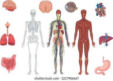 Human Body Nervous System Sympathetic Parasympathetic Charts With Realistic Organs Depiction And Anatomical Terminology Vector Illustration