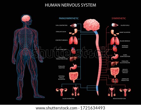 Human body nervous system sympathetic parasympathetic charts with realistic  organs depiction anatomical terminology black background vector illustration 