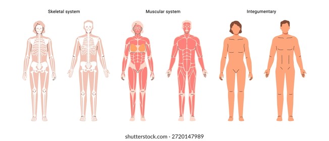 Human body network set, muscular and skeletal systems of male and female organism. Vector internal organs and parts. Educative anatomy flashcards. Full length educational diagram of man and woman