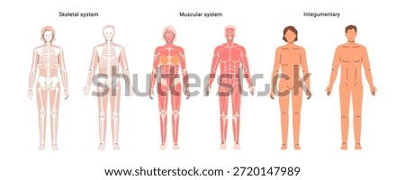 Human body network set, muscular and skeletal systems of male and female organism. Vector internal organs and parts. Educative anatomy flashcards. Full length educational diagram of man and woman