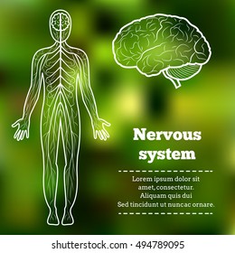 Human Body Neurology Anatomical Conception Vector Illustration.Nervous System,Brain,Cerebellum and anatomical body silhouette on abstract green blur pattern.Cerebral Anatomical Nervous System Tutorial