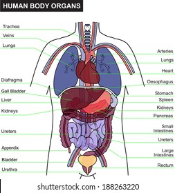 70,770 Human body and food Images, Stock Photos & Vectors | Shutterstock