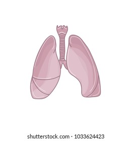 Human body organ lungs vector anatomical illustration isolated