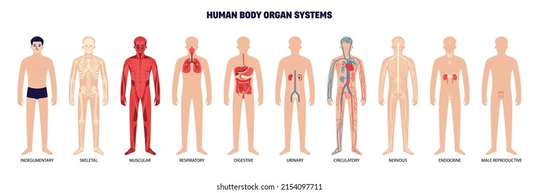 Human body organ system white icon set indegumentary skeletal muscular respiratory digestive urinary circulatory nervous endocrine and male reproductive systems vector illustration