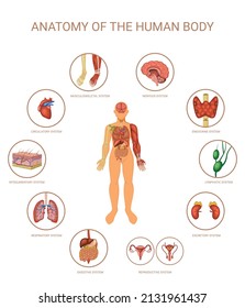 Concepto de órganos corporales humanos coloreado con anatomía del titular del cuerpo humano y órganos en forma de iconos redondos alrededor de la ilustración del vector de la persona