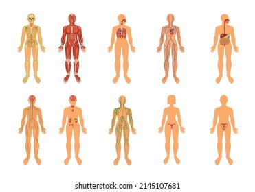 Human body organ systems colored icon set with several bodies with descriptions of particular part of the system inside a person vector illustration