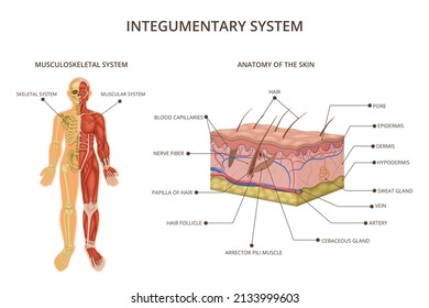 Human body organ systems composition with integumentary system descriptions musculoskeletal system and anatomy of the skin vector illustration