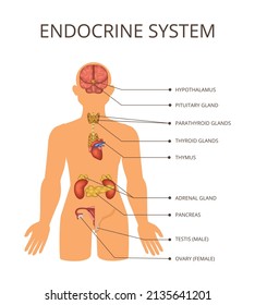 Human Body Organ Systems Concept With Endocrine System Descriptions And Anatomy Inside The Body Vector Illustration
