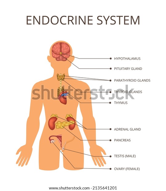 Human body\
organ systems concept with endocrine system descriptions and\
anatomy inside the body vector\
illustration