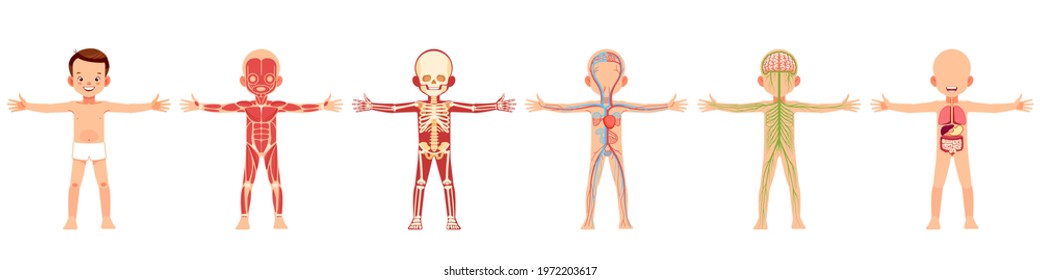 Human body organ systems educational anatomy physiology for children. Cute boy with anatomy skeleton, nervous, circulatory, and digestive systems. Information poster cartoon vector illustration.
