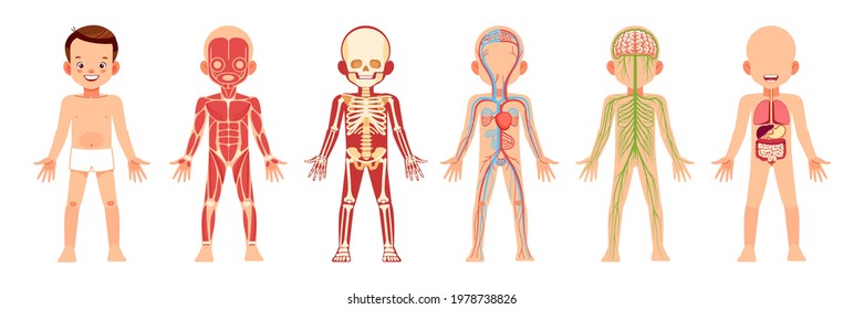 320 imágenes de Circulatory system for kids - Imágenes, fotos y vectores de  stock | Shutterstock