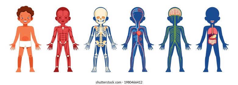 Human body organ systems educational anatomy physiology for children. Cute African American boy with anatomy skeleton, nervous, circulatory, and digestive systems. Information poster cartoon vector.