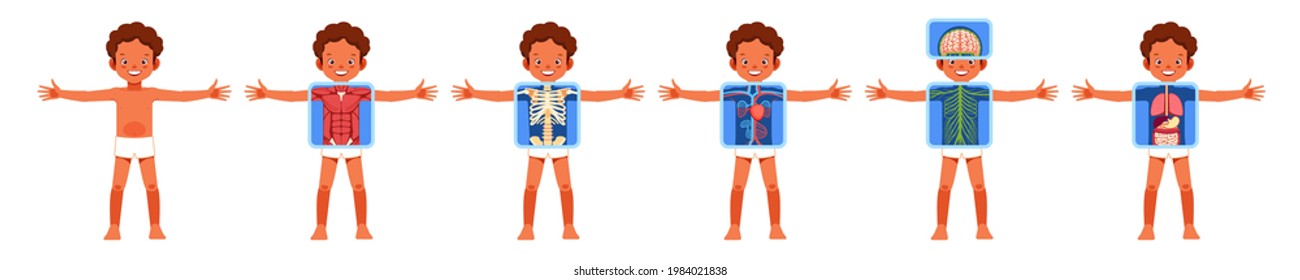 Human Body Organ Systems Educational Anatomy Physiology For Kids. African American Boy With Anatomy Skeleton, Nervous, Circulatory, And Digestive Systems. Poster Cartoon Vector Illustration.