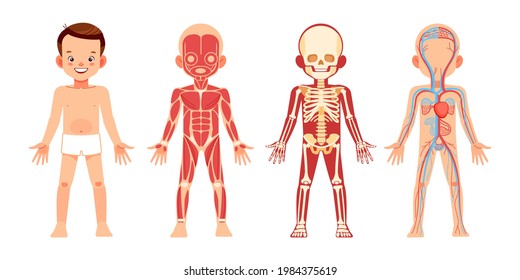 Organsysteme des menschlichen Körpers erzieherische Anatomie Physiologie für Kinder. Junge mit anatomischem Skelett, Muskel-, Kreislauf- und Verdauungssystem. Information Poster Cartoon Vektorgrafik.