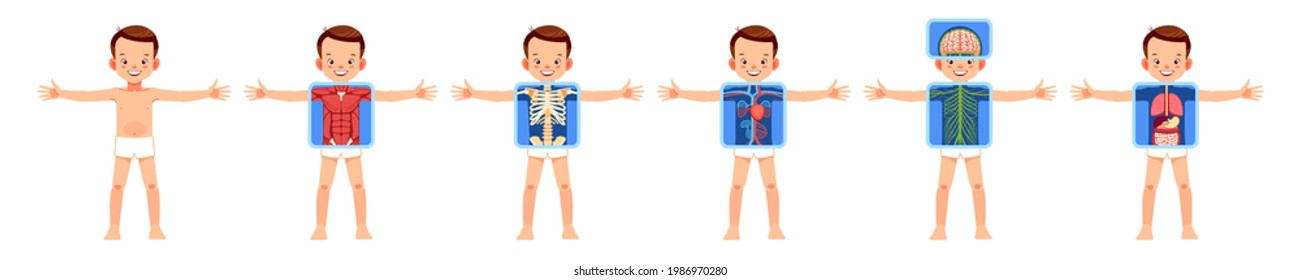 Human body organ systems educational anatomy physiology for children. Cute boy with anatomy skeleton, nervous, circulatory, and digestive systems. Information poster cartoon vector illustration.