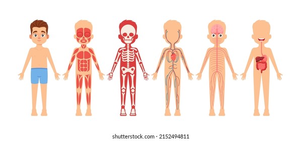 Human Body Organ Systems Educational Anatomy Physiology for Children. Cute Boy With Anatomy Skeleton, Nervous, Circulatory, and Digestive Systems. Infographics Information. Cartoon Vector Illustration