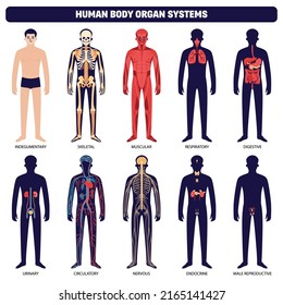 Human Body Organ Systems Icon Set With Indegumentary Skeletal Muscular Respiratory Digestive Urinary Circulatory Nervous Endocrine And Male Reproductive Systems Vector Illustration