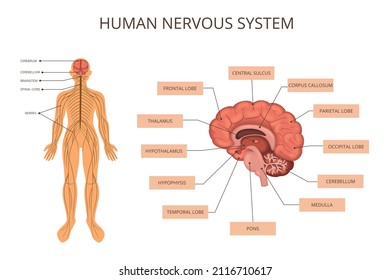 Human body organ systems infographic with nervous system description human body and description of what is in the brain vector illustration