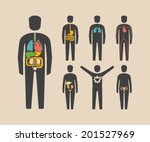 Human body organs