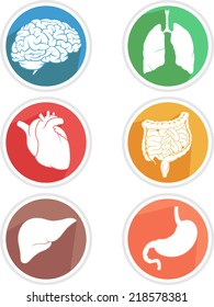 Human Body Organs Icon