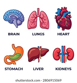 Human Body Organs Icon Set - Brain, Lungs, Heart, Stomach, Liver and Kidneys in Cartoon Style