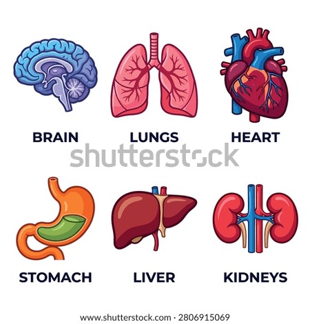 Human Body Organs Icon Set - Brain, Lungs, Heart, Stomach, Liver and Kidneys in Cartoon Style