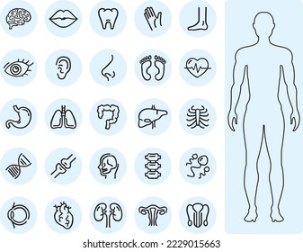 Órganos del cuerpo humano, conjunto de anatomía humana basado en íconos, cerebro, riñones, pulmones, intestino, huesos, cuerpo humano entero, salud e ilustración de la población de vectores médicos