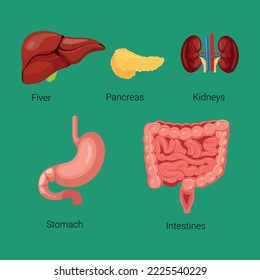 the human body organs icons