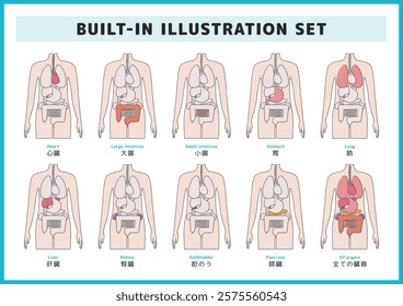 Human body and organs illustration material set