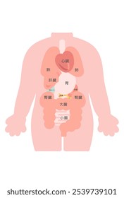 Human body (organs) illustration translation: Heart, lungs, stomach, kidney, pancreas, spleen, liver, gallbladder, large intestine, small intestine