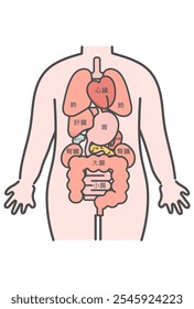 Human body (organs) illustration translation: Heart, lungs, stomach, kidney, pancreas, spleen, liver, gallbladder, large intestine, small intestine