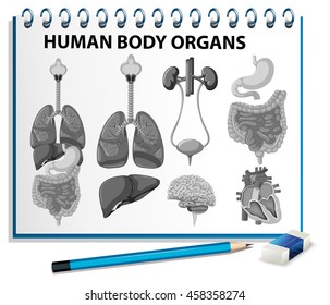 Human body organs on paper illustration