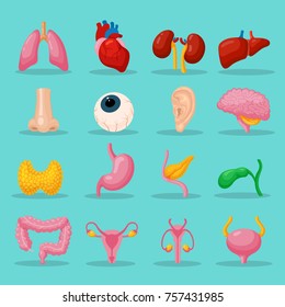 Human body organs. Set of organ systems to keep the human body functioning well, useful visual aid for medical settings. Vector flat style cartoon illustration isolated on blue background