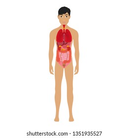 Human Body Organs Systems Vector Infographic Stock Vector (Royalty Free ...