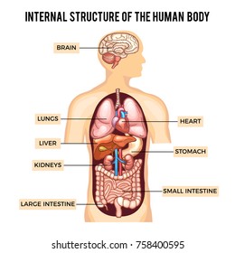 Human body and organs systems. Vector infographic anatomy system, human body with kidney and lung, brain and stomach illustration