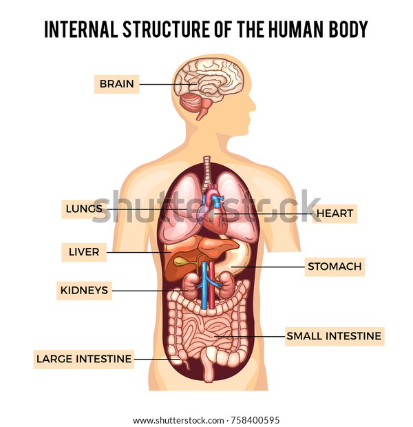 Human body and organs systems. Vector\
infographic anatomy system, human body with kidney and lung, brain\
and stomach illustration