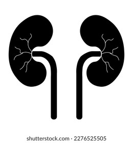 Órganos Del Cuerpo Humano Sistema Urinario Anatomía De Riñones