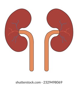 Human Body Organs Urinary System Kidneys Anatomy