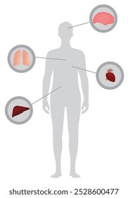 Human body organs. vector illustration