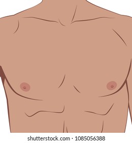 Human body part: Chest