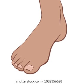 Human body part: foot