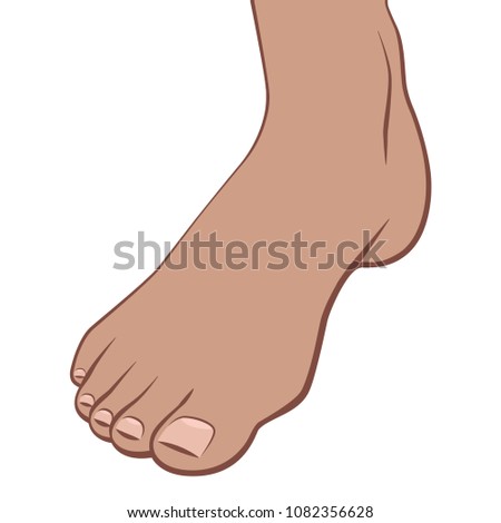 Human body part: foot