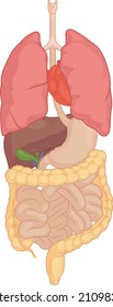 Human Body Part - Isolated Body Organs