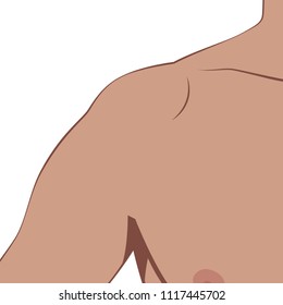 Human body part: Shoulder